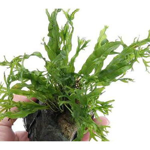 ij~N\E@EFfBt@R΁@STCYi1j