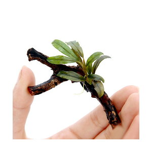 （水草）巻きたて　ブセファランドラsp．クアラクアヤン1付き　ミニ流木（約7cm）（無農薬）（1本）