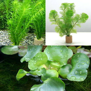 ijCt}`ij_JEZbg{zeCi1Zbgj