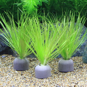 ij[ICgOiO[juNT@V[g[ti_ji1j