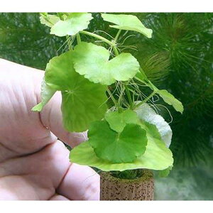 ijCt}`ijA}]`hOTitji_ji1j