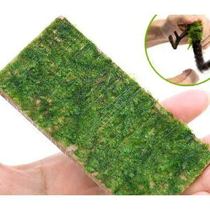 ijā@ăEB[X@v[gitji_ji3j