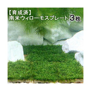 �i�����j���琬�ρ��@��ăE�B���[���X�@�v���[�g�i�����t�j�i���_��j�i3�j