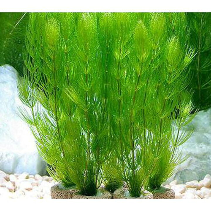 水草 ライフマルチ 1 440円 ホテイ草 マツモ メダカ 茶 金魚藻セット １セット １株 ３本 保存版 茶