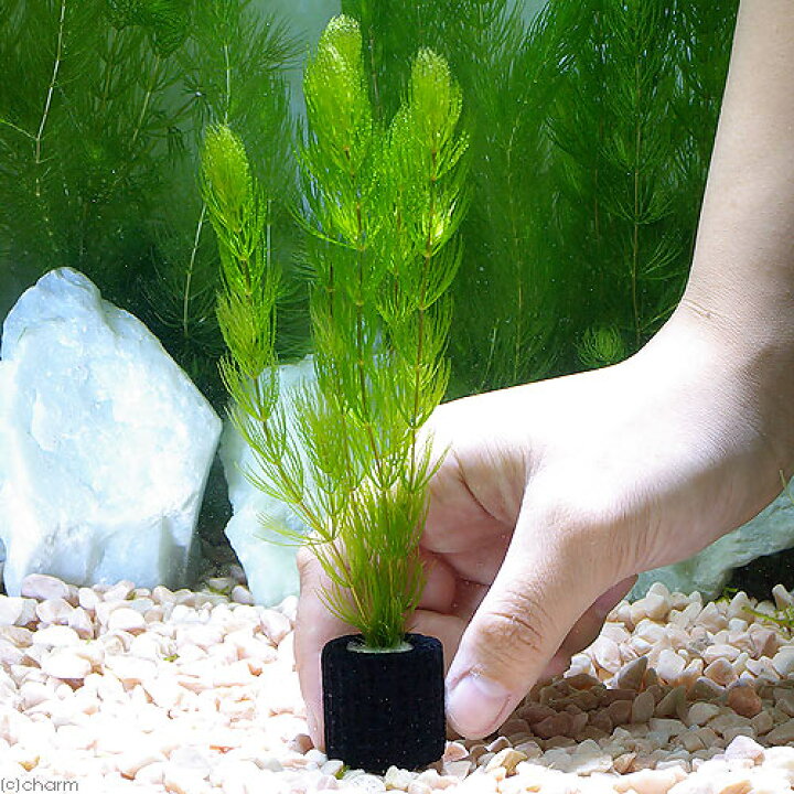 楽天市場 水草 マルチリングブラック 黒 マツモ 無農薬 １個 Charm 楽天市場店