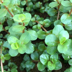 ij^spDCG[itji_ji10{j