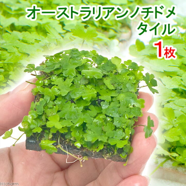 楽天市場 水草 育成済 オーストラリアン ノチドメ タイル 水中葉 無農薬 1枚 Charm 楽天市場店 楽天市場 水草 育成済 オーストラリアン ノチドメ タイル 水中葉 無農薬 1枚 Charm 楽天市場店
