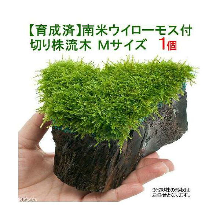 楽天市場 水草 育成済 南米ウィローモス 切り株流木 ｍサイズ 水中葉 無農薬 １本 北海道航空便要保温 Charm 楽天市場店