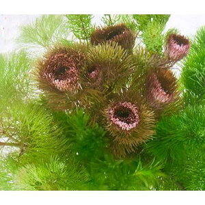 ijnjJVF^[@񂹐A~bNX`_JE`itji1j