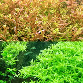 （水草）グリーンロタラ（5）＋ロタラインディカ（5）（水中葉）