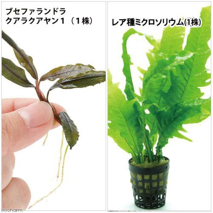 楽天市場】（水草）ブセファランドラ クアラクアヤン1（1株）＋レア 
