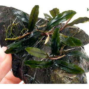 ijā@uZt@hspDNANA1t@RSSTCYi8cmȉji_ji1j@kCEBq֗vۉ