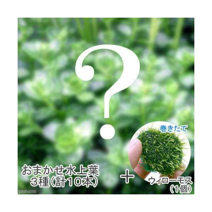 楽天市場 水草 おまかせ水上葉 ３種セット 計１０本 巻きたて ウィローモスボール 水中葉 無農薬 １個 Charm 楽天市場店
