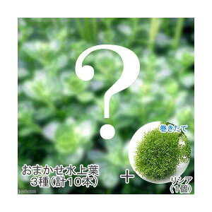 ij܂t@3Zbgiv10{j{@ā@VA{[itji_ji1j@kCEBq֗vۉ