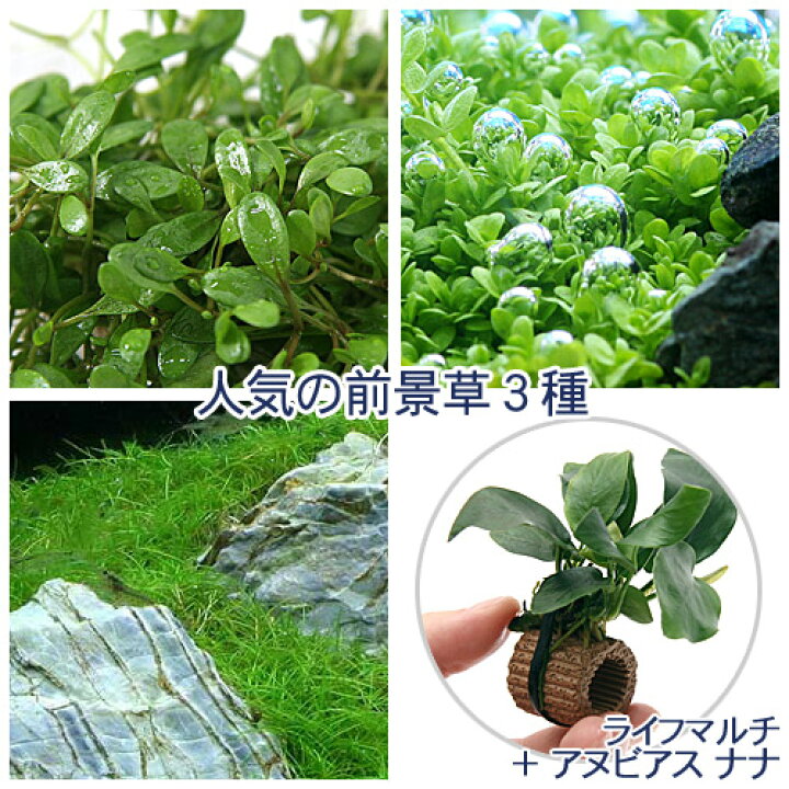 楽天市場 水草 人気の前景草３種セット ライフマルチ 茶 アヌビアスナナ 水上葉 Charm 楽天市場店