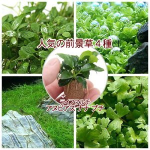 ijlC̑Oi4Zbg{Ct}`ijAkrAXii@v`itj