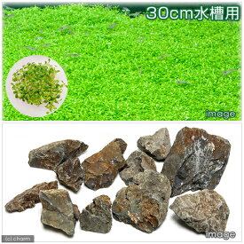 楽天市場 ミニグロッソスティグマ ペット ペットグッズ の通販