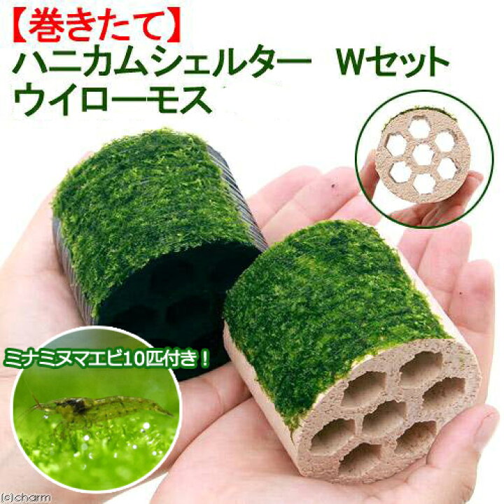 楽天市場 エビ 水草 巻きたて ハニカムシェルター ｗセット ウィローモス 無農薬 １セット ミナミヌマエビ １０匹 Charm 楽天市場店