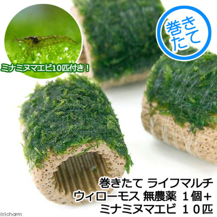 楽天市場 エビ 水草 巻きたて ライフマルチ 茶 ウィローモス 水中葉 無農薬 １個 ミナミヌマエビ １０匹 北海道 九州航空便要保温 Charm 楽天市場店
