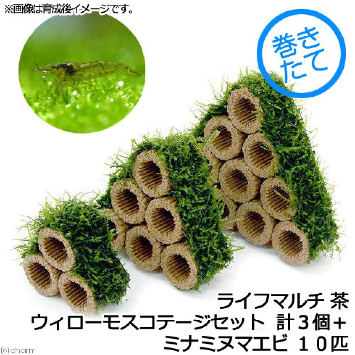 楽天市場 エビ 水草 巻きたて ライフマルチ 茶 ウィローモスコテージセット 無農薬 計３個 ミナミヌマエビ １０匹 Charm 楽天市場店