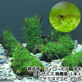 （水草）★育成済★　ウィローモス　流木　SSサイズ（約10cm）（無農薬）（1本）＋ミナミヌマエビ（10匹）