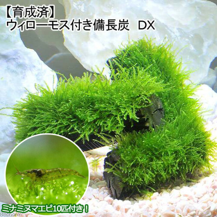 楽天市場 エビ 水草 育成済 ウィローモス 備長炭 ｄｘ 水中葉 無農薬 １個 ミナミヌマエビ １０匹 北海道 九州航空便要保温 Charm 楽天市場店