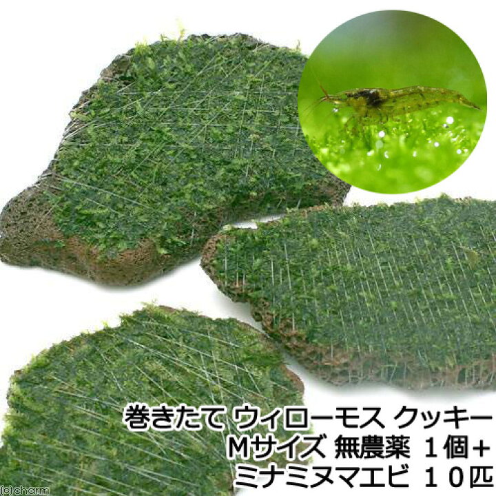 楽天市場 エビ 水草 巻きたて ウィローモス クッキー ｍサイズ 無農薬 １個 ミナミヌマエビ １０匹 北海道 九州航空便要保温 Charm 楽天市場店