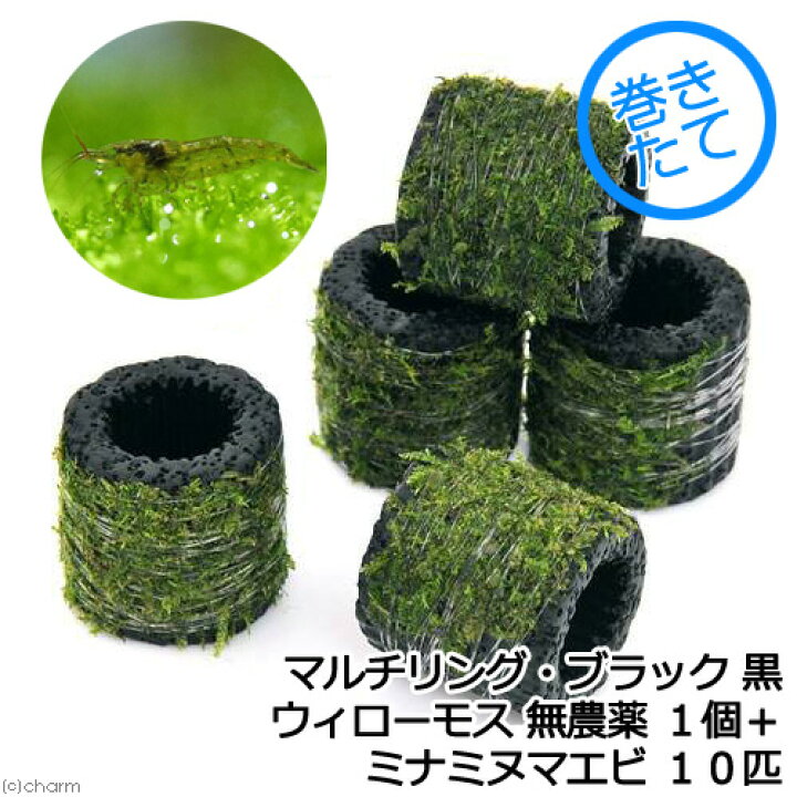 楽天市場 エビ 水草 巻きたて マルチリング ブラック 黒 ウィローモス 無農薬 １個 ミナミヌマエビ １０匹 北海道 九州航空便要保温 Charm 楽天市場店