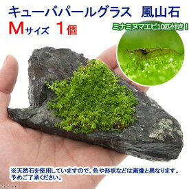 （エビ）（水草）ミナミヌマエビ（10匹）＋キューバパールグラス　風山石　Mサイズ（約14cm）（無農薬）（1個）　北海道・九州航空便要保温