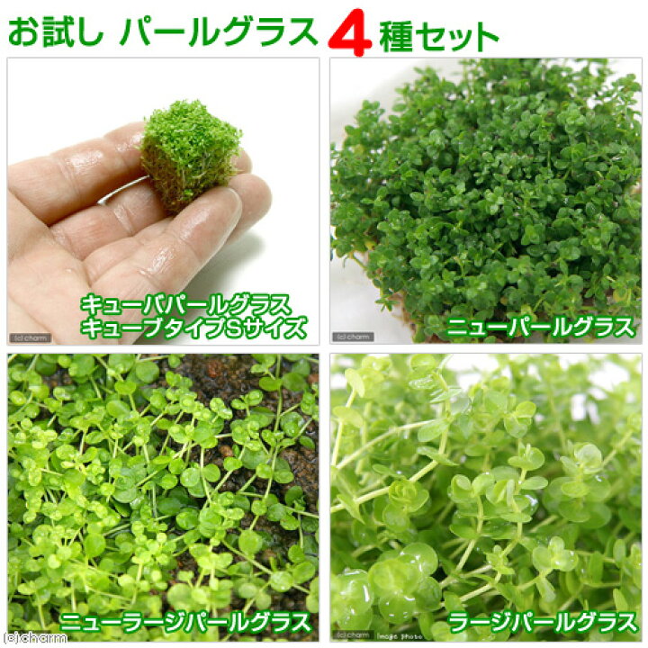 楽天市場 水草 お試しパールグラス 水上葉 無農薬 4種セット Charm 楽天市場店 楽天市場 水草 お試しパールグラス 水上葉 無農薬 4種セット Charm 楽天市場店