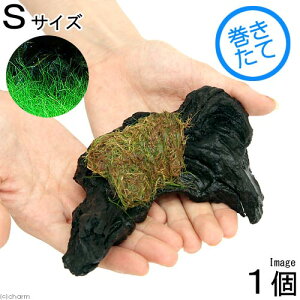 ijā@bNE[t@wA[OXV[g@؁@STCYitji_ji1{ji15cmj