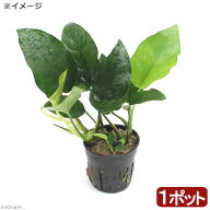 （水草）アヌビアス　バルテリー　ナナ（インボイス）（1ポット分）
