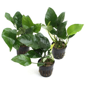 ijAkrAX@oe[@iiiC{CXji3|bgj