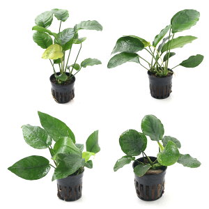 ij܂AkrAXiLtnj1i1|bgj