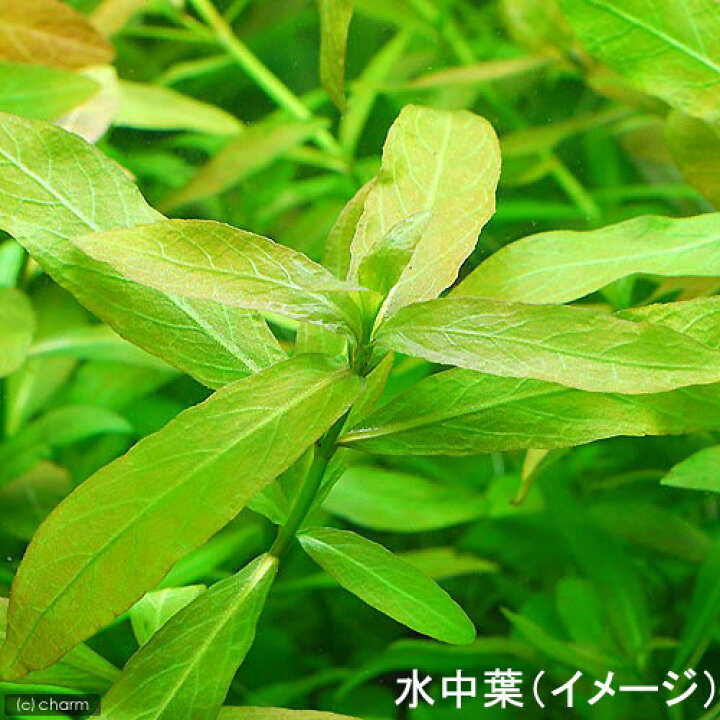 楽天市場 水草 半水中葉 ハイグロフィラ ポリスペルマ 鉛巻き 半水中葉 無農薬 １個 北海道航空便要保温 Charm 楽天市場店