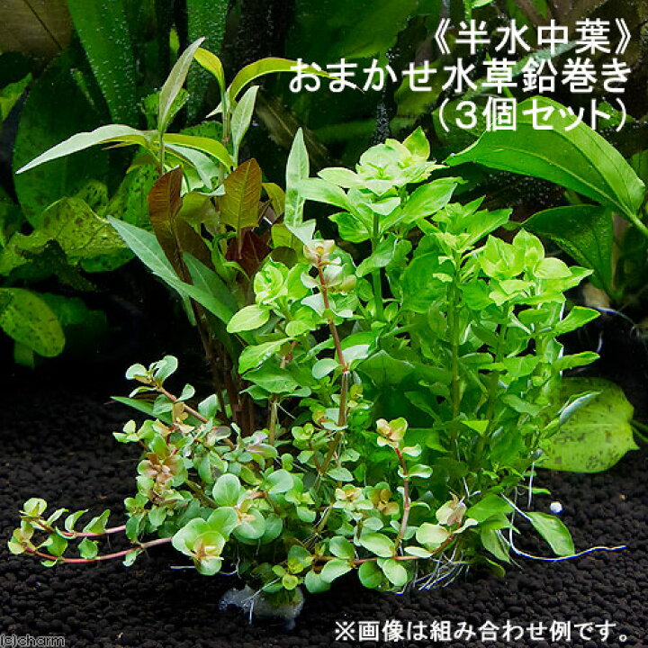 楽天市場 水草 半水中葉 おまかせ水草 鉛巻き 半水中葉 無農薬 ３個セット Charm 楽天市場店