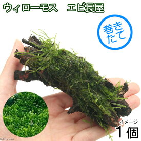 （水草）巻きたて　ウィローモス　エビ長屋（約10cm）（水中葉）（無農薬）（1個）～水辺工房～