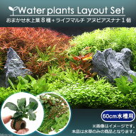 （水草）おまかせ水上葉　レイアウトセット　60cm水槽用　8種　＋ライフマルチ　アヌビアスナナ（1個）