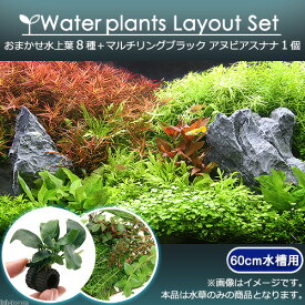 楽天市場 水槽 水草の通販