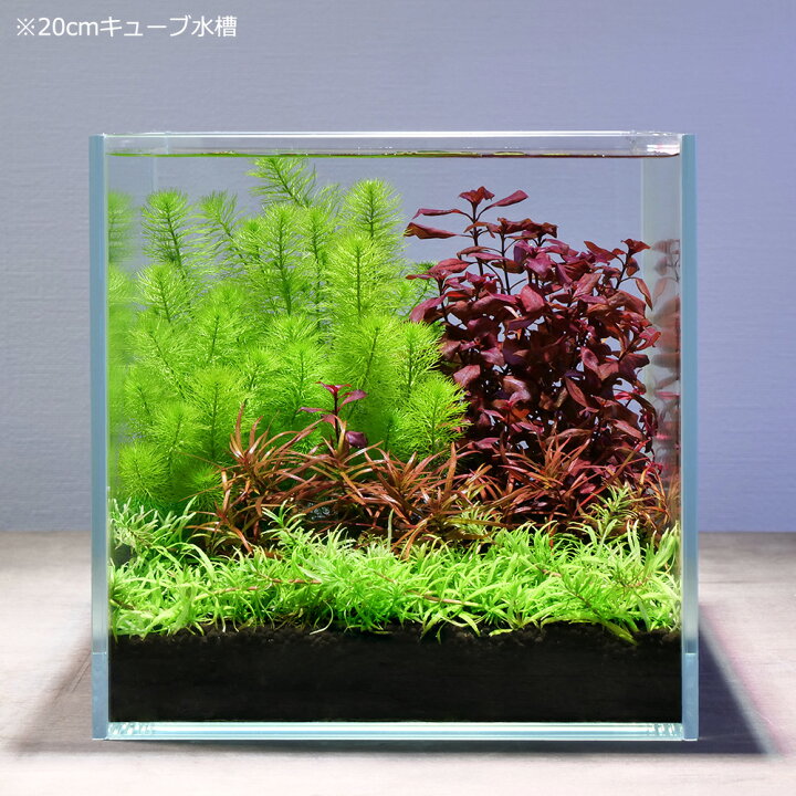 楽天市場 水草 おまかせ水上葉 レイアウトセット ２０ｃｍ水槽用 ４種 １パック ライフマルチ 茶 アヌビアスナナ １個 北海道航空便要保温 Charm 楽天市場店