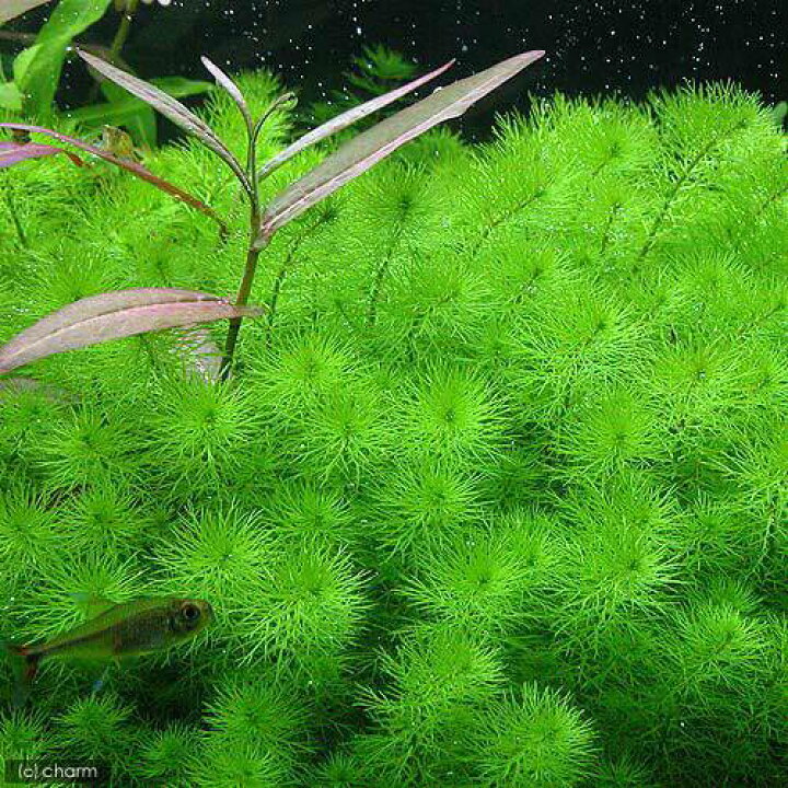 (水草)鉢植え ミリオフィラムsp.(ガイアナドワーフ)(水上葉)(1ポット分)+ライフマルチ(茶)アヌビアスナナ(1個) charm (水草)ミリオフィラムsp.(ガイアナドワーフ)(水上葉)穴あき溶岩石付(無農薬)(1個)