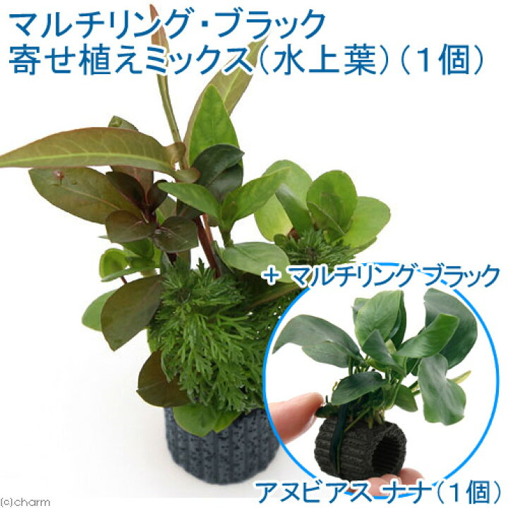 水草 マルチリングブラック 黒 ウィローモスと寄せ植えミックス 水草 マルチリングブラック 黒 ウィローモスと寄せ植えミックス