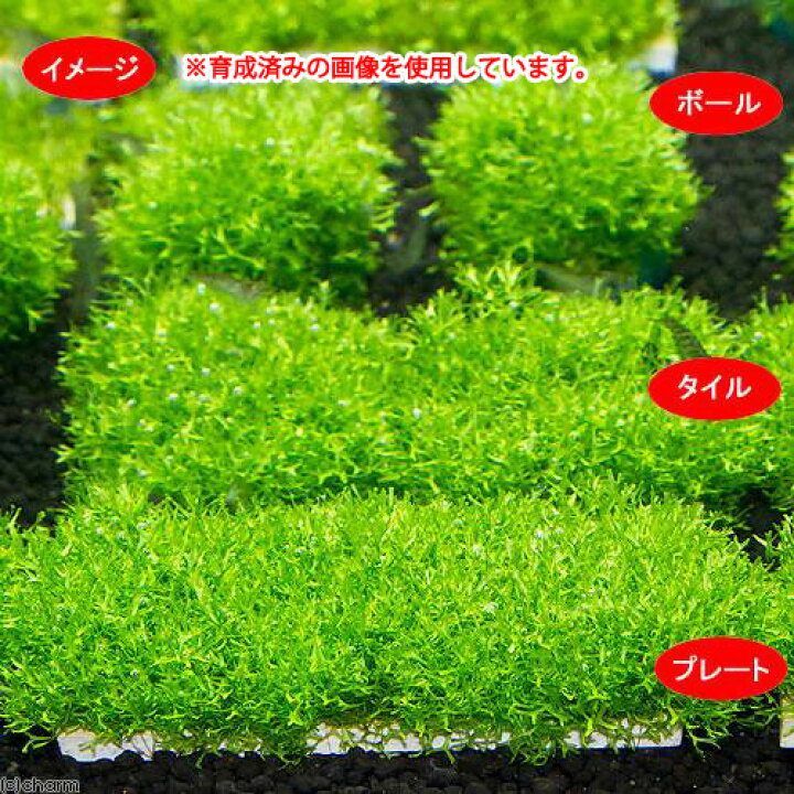 爆売りセール開催中 G003 03 佐渡の陽で屋外育成させたリシア 浮草 小片 水草 ビオトープ 送料140円 特別価格帯