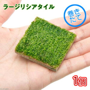 ijā@[WVA^Ci_ji1j@kCEBq֗vۉ