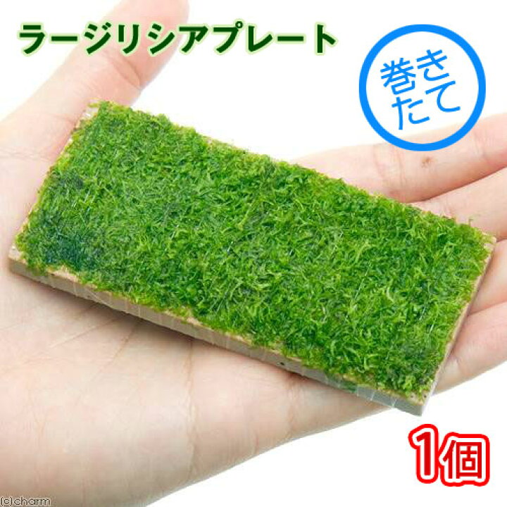 楽天市場 水草 巻きたて ラージリシアプレート 無農薬 １個 Charm 楽天市場店