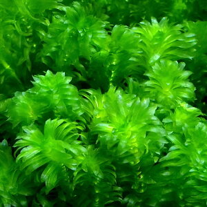 （水草）メダカ・金魚藻　国産　無農薬アナカリス（50本）　北海道航空便要保温