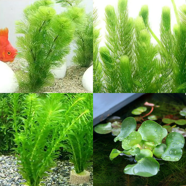 楽天市場 水草 ライフマルチ 茶 メダカ 金魚藻セット １セット ホテイ草 １株 マツモ ３本 北海道航空便要保温 Charm 楽天市場店