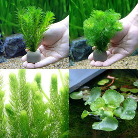 （水草）ゼオライトリング（グレー）メダカ・金魚藻セット（1セット）＋ホテイ草（1株）＋マツモ（3本）