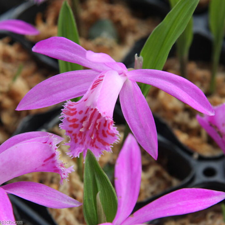 楽天市場 山野草 大輪トキソウ 大輪朱鷺草 品種おまかせ 記載なし ２ ５ ３号 １ポット 休眠株 Charm 楽天市場店