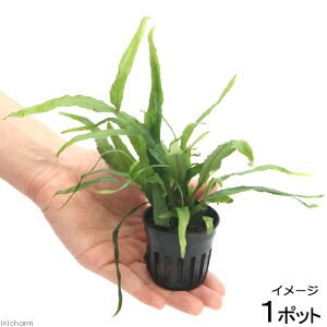 ij~N\EspDgCfg@ցi1|bgj